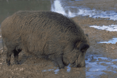 Junta de Freguesia de Bogas de Cima